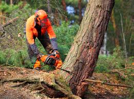 Best Tree Removal  in Watertown, MN