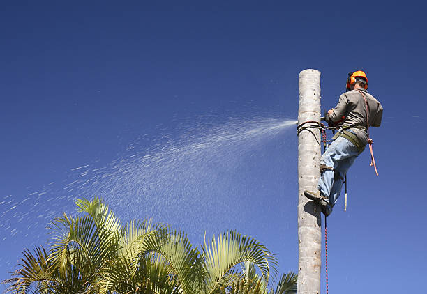 Leaf Removal in Watertown, MN