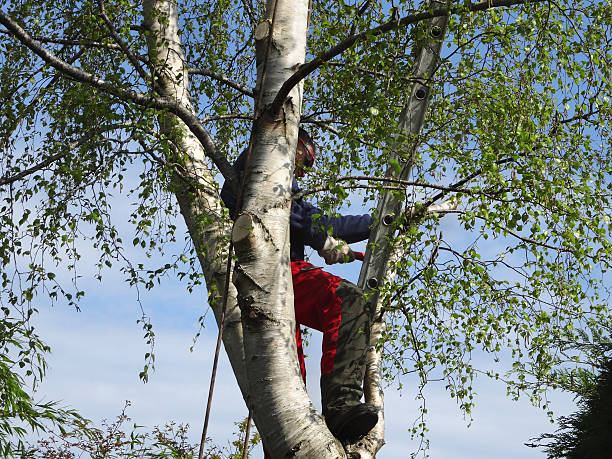 Pest Control for Lawns in Watertown, MN