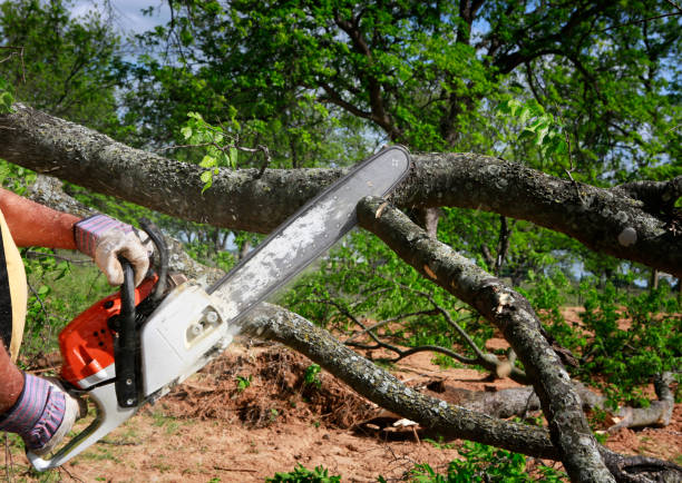 Best Storm Damage Tree Cleanup  in Watertown, MN